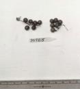 Click for 1 image(s) for this accession. FRUIT
